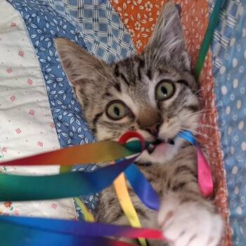 Endor -  Domestic Short Hair and Tabby Cat for Adoption in Yorba Linda, California - Endor | PetCurious