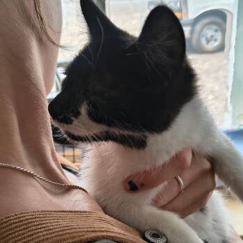 Clover -  Domestic Short Hair Cat for Adoption in Moses Lake, Washington - Clover | PetCurious