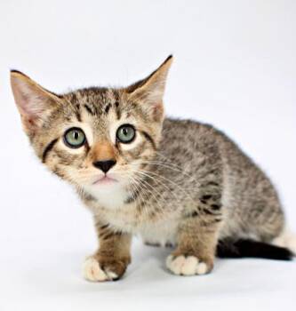 Tootie -  Domestic Short Hair Cat for Adoption in Morton Grove, Illinois - Tootie | PetCurious