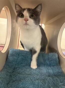 Rescue Domestic Short Hair Cats for Adoption in Hutchinson, Kansas - Waffle House | PetCurious