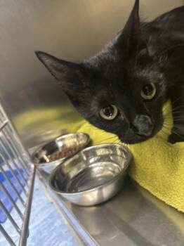 Mama Rose -  Domestic Short Hair Cat for Adoption in Charleston, South Carolina - Mama Rose | PetCurious