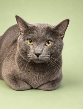 Domestic Short Hair Cats Available for Adoption in Rock Springs, Wyoming - Jogi | PetCurious