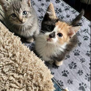 Bitty -  Calico Cat for Adoption in Edmond, Oklahoma - Bitty | PetCurious