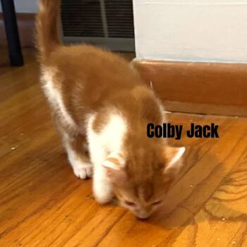 Colby Jack -  Domestic Short Hair Cat for Adoption in Monroe, Michigan - Colby Jack | PetCurious
