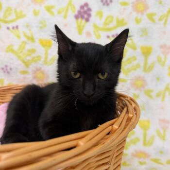 Timber -  Domestic Short Hair Cat for Adoption in Riverwoods, Illinois - Timber | PetCurious