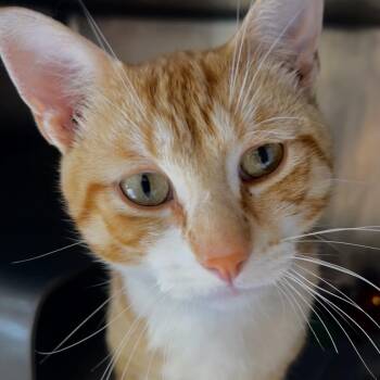 Macho Nacho -  Domestic Short Hair Cat for Adoption in Chicago, Illinois - Macho Nacho | PetCurious