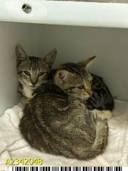 KISMET -  Domestic Short Hair Cat for Adoption in West Palm Beach, Florida - KISMET | PetCurious