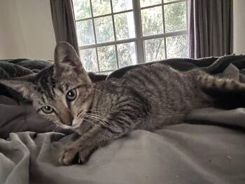 Rescue Domestic Short Hair Cats for Adoption in Tampa, Florida - Apollo | PetCurious