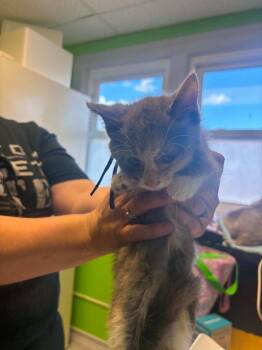 Murder Mittens -  Domestic Short Hair Cat for Adoption in Johnson City, Tennessee - Murder Mittens | PetCurious