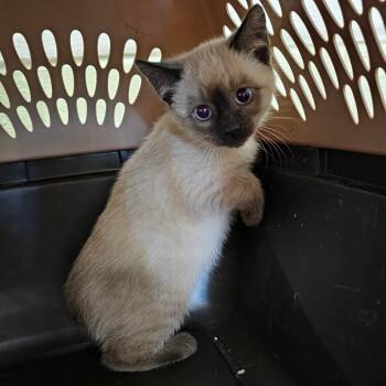 Rescue Domestic Medium Hair and Siamese Cats for Adoption in Eureka Springs, Arkansas - Snowflake | PetCurious