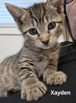 Xander, Xavier, Xayden, and Xayne -  Domestic Short Hair Cat for Adoption in Chicopee, Massachusetts - Xander, Xavier, Xayden, And Xayne | PetCurious