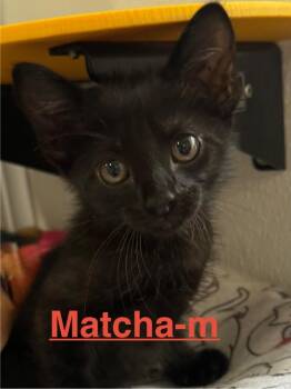 Domestic Short Hair Cats Available for Adoption in Brookhaven, Mississippi - Matcha 26 | PetCurious