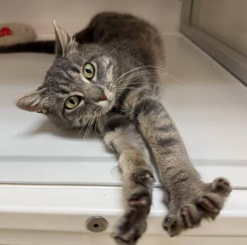 Tabby Cats Available for Adoption in Alexandria, Virginia - Moira Rose | PetCurious