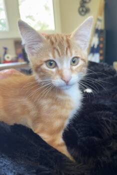 Rescue Tabby Cats for Adoption in Woodinville, Washington - Fred | PetCurious