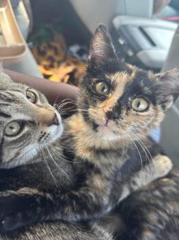 Duchess -  Tabby Cat for Adoption in Plano, Texas - Duchess | PetCurious