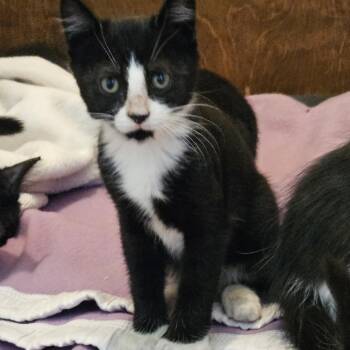 Julian -  Domestic Short Hair Cat for Adoption in Baker City, Oregon - Julian | PetCurious