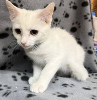 Vanna -  Domestic Short Hair Cat for Adoption in Lemoyne, Pennsylvania - Vanna | PetCurious