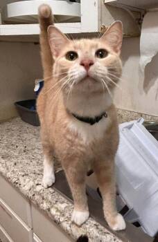 Creamcicle -  Domestic Short Hair and Tabby Cat for Adoption in New Cumberland, West Virginia - Creamcicle | PetCurious