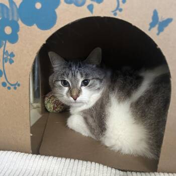 Poppy -  Domestic Short Hair Cat for Adoption in West Olive, Michigan - Poppy | PetCurious