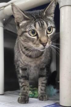 Domestic Short Hair Cats Available for Adoption - Quinn | PetCurious