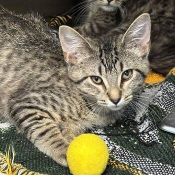 Lida Bida Boda B -  Domestic Short Hair Cat for Adoption in Davenport, Iowa - Lida Bida Boda B | PetCurious