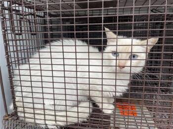 Siamese Cats Available for Adoption in Houston, Texas - A655481 | PetCurious