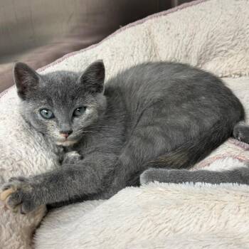 Bibbity -  Domestic Short Hair Cat for Adoption in Detroit Lakes, Minnesota - Bibbity | PetCurious