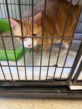Domestic Short Hair Cats Available for Adoption - Jackie | PetCurious