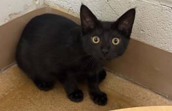 CHANEL -  Domestic Short Hair Cat Available for Adoption in St. Peters, Missouri - CHANEL | PetCurious
