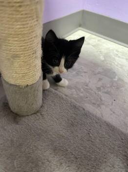 Rescue Domestic Short Hair Cats for Adoption in Harrisonville, Missouri - Sterling | PetCurious