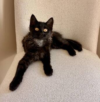 Picabo -  Domestic Medium Hair Cat for Adoption in Pasco, Washington - Picabo | PetCurious
