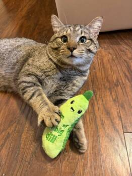 Domestic Short Hair Cats Available for Adoption - Pickle O