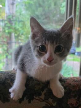 Domestic Medium Hair Cats Available for Adoption in Fort Collins, Colorado - Snoopy | PetCurious