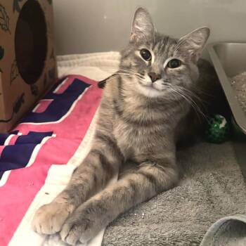 Sparrow -  Domestic Short Hair Cat for Adoption in Saint Charles, Missouri - Sparrow | PetCurious