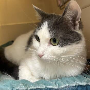 Dolly -  Domestic Short Hair Cat for Adoption in Sonoma, California - Dolly | PetCurious