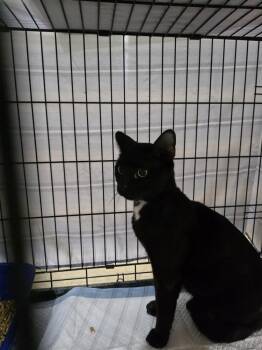 Scary -  Domestic Short Hair Cat for Adoption in Metamora, Illinois - Scary | PetCurious