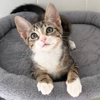 Sweet Pea -  Domestic Short Hair Cat for Adoption in Miami, Florida - Sweet Pea | PetCurious