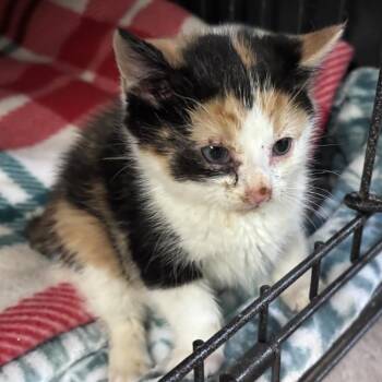 Domestic Short Hair Cats Available for Adoption in New York, New York - Flower Moon | PetCurious