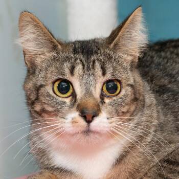 Domestic Short Hair Cats Available for Adoption - Jane | PetCurious