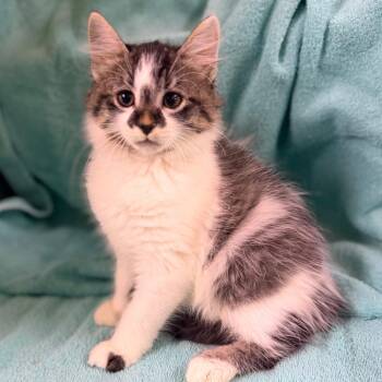 Eclair -  Domestic Short Hair Cat for Adoption in Columbus, Georgia - Eclair | PetCurious