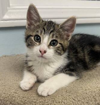 Rescue Tabby Cats for Adoption in Westlake Village, California - Del | PetCurious