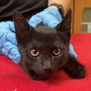 Howie -  Domestic Short Hair Cat for Adoption in Murray, Utah - Howie | PetCurious