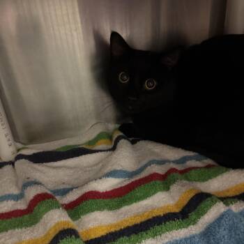 Slither -  Domestic Short Hair Cat for Adoption in Murray, Utah - Slither | PetCurious