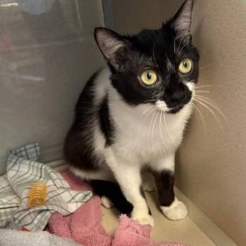 Domestic Short Hair Cats Available for Adoption in Gloucester, Virginia - Mimi | PetCurious