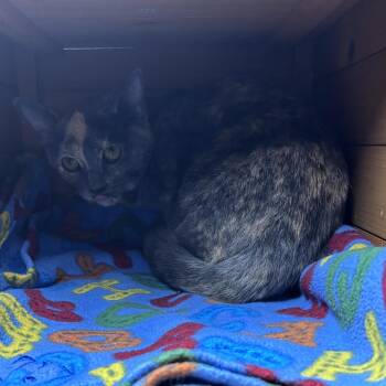 Hope C11463 -  Domestic Short Hair Cat for Adoption - Hope C11463 | PetCurious