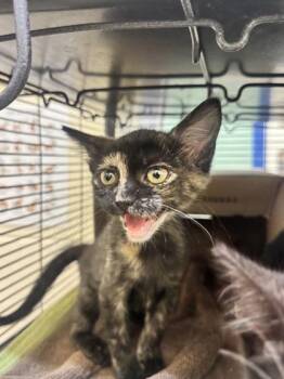 Amber -  Domestic Short Hair Cat for Adoption in Vero Beach, Florida - Amber | PetCurious