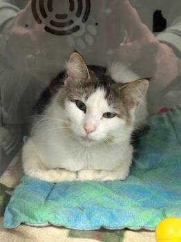 Domestic Medium Hair Cats Available for Adoption in Dayton, Minnesota - Marten  #1 | PetCurious