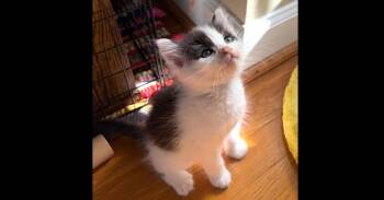Domestic Long Hair Cats Available for Adoption in Virginia Beach, Virginia - NeeDoh | PetCurious