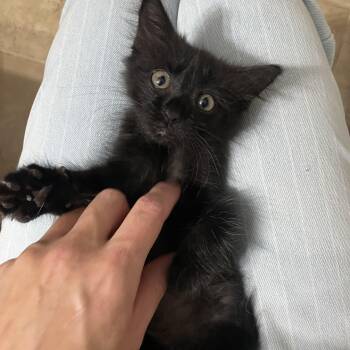 Rescue Domestic Medium Hair Cats for Adoption in Seneca, South Carolina - Salem | PetCurious