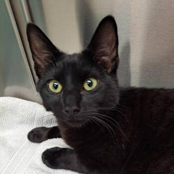 Domestic Short Hair Cats Available for Adoption in Ruckersville, Virginia - JIJI | PetCurious